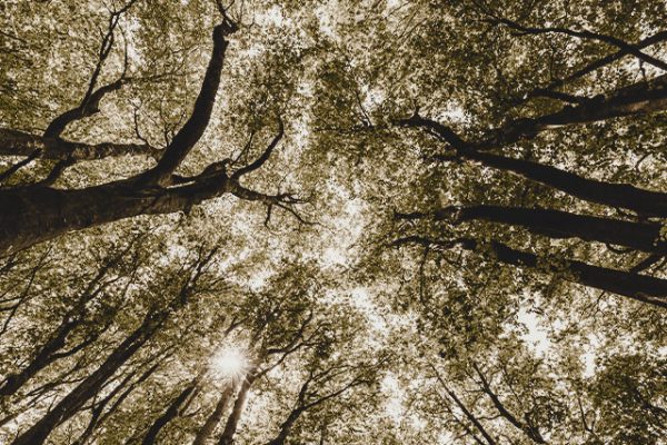 thumb-web-arboles